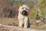CAIRN TERRIER 347